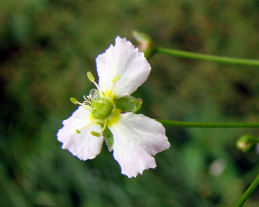 Image of Alisma plantago-aquatica specimen.