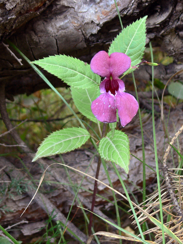 Image of Impatiens glandulifera specimen.