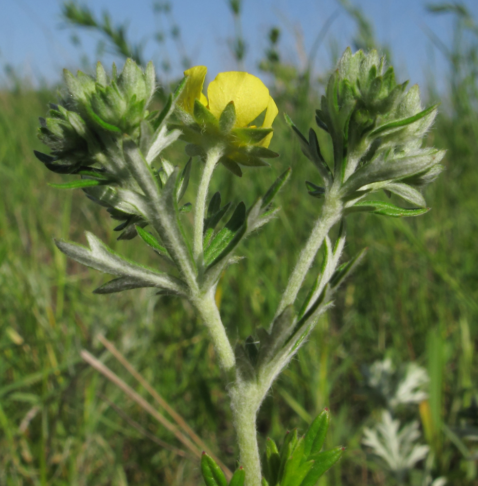 Image of Potentilla argentea specimen.