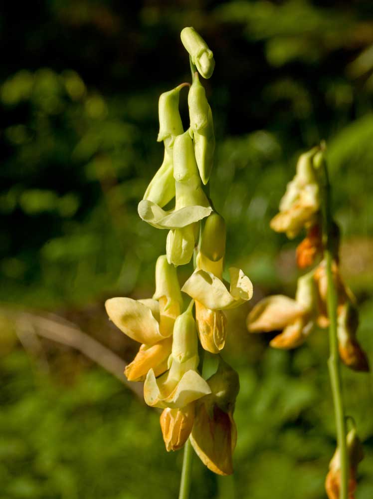 Image of Lathyrus gmelinii specimen.