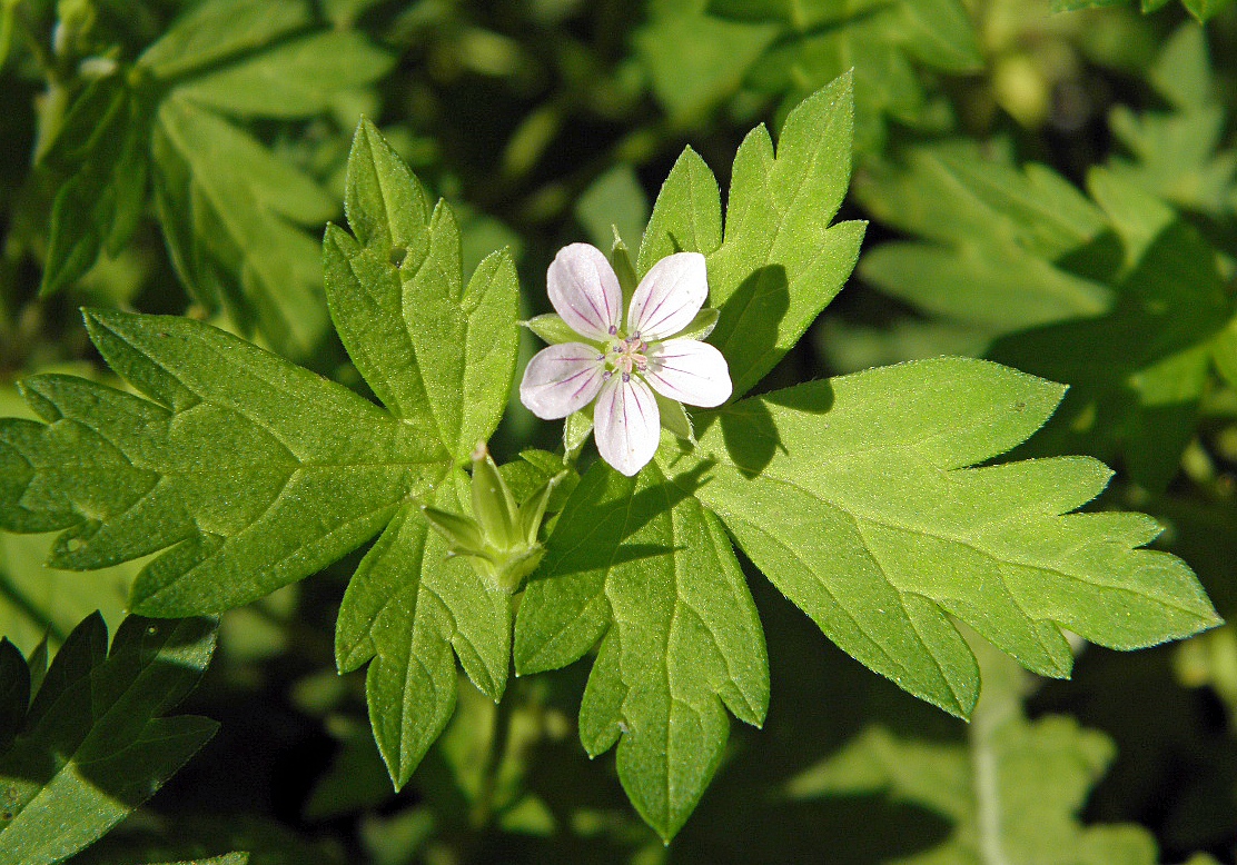 Изображение особи Geranium sibiricum.