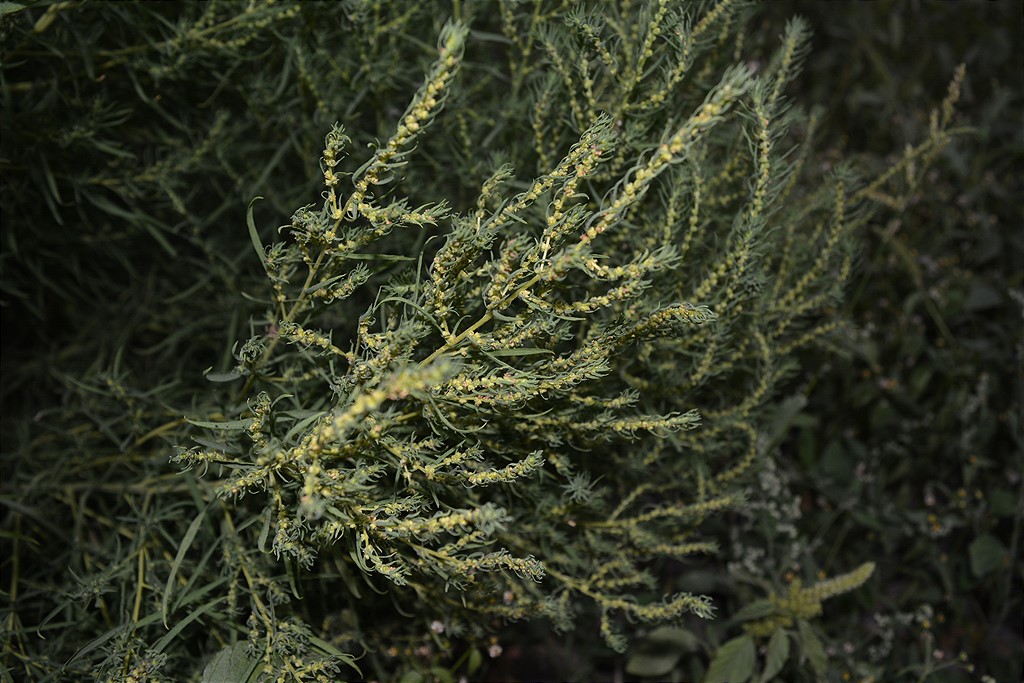 Image of Bassia scoparia f. trichophylla specimen.