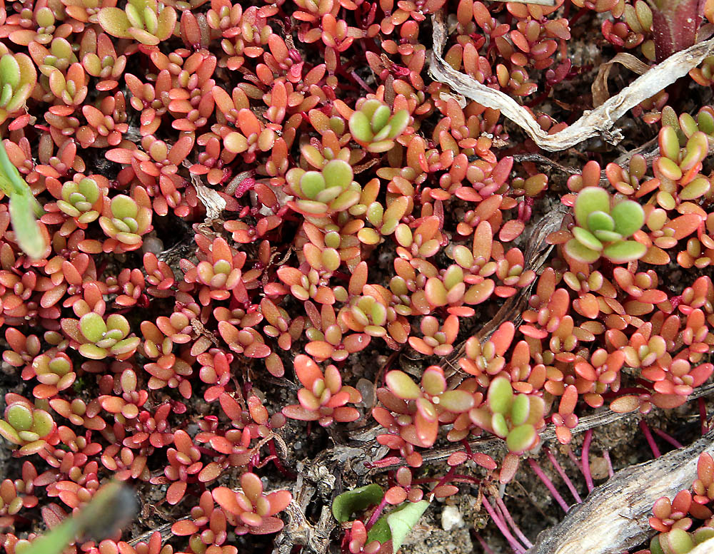 Image of Portulaca oleracea specimen.