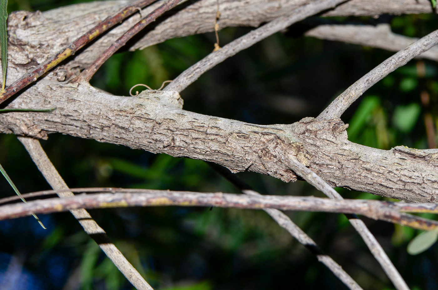 Image of Euclea pseudebenus specimen.