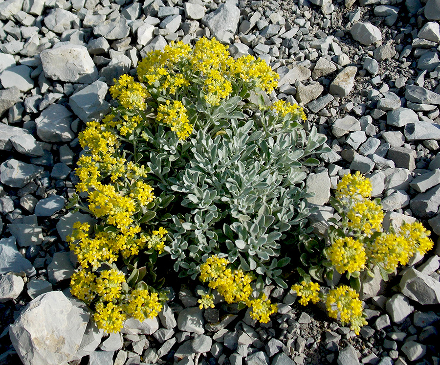 Image of Odontarrhena obtusifolia specimen.