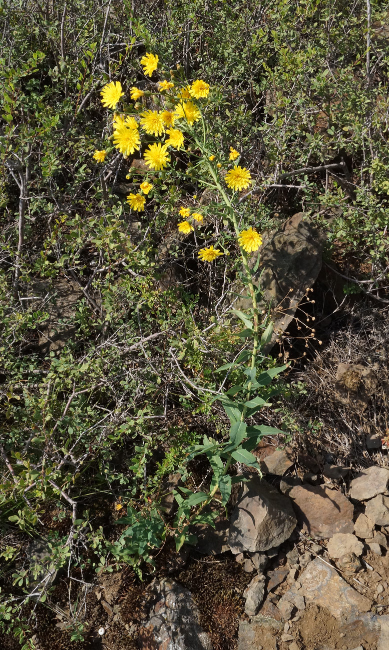 Image of Hieracium robustum specimen.