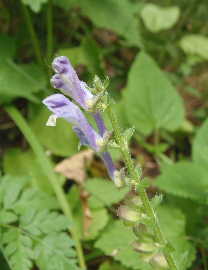 Image of Scutellaria altissima specimen.