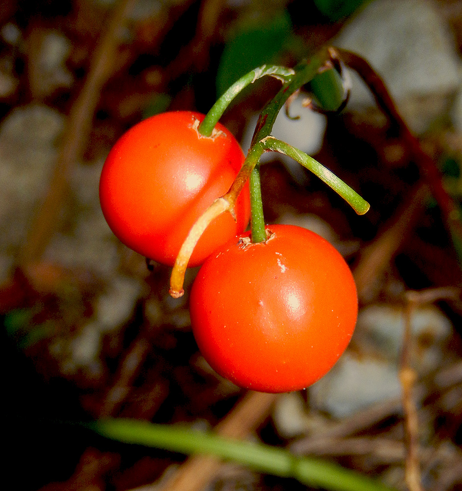 Image of Convallaria majalis specimen.