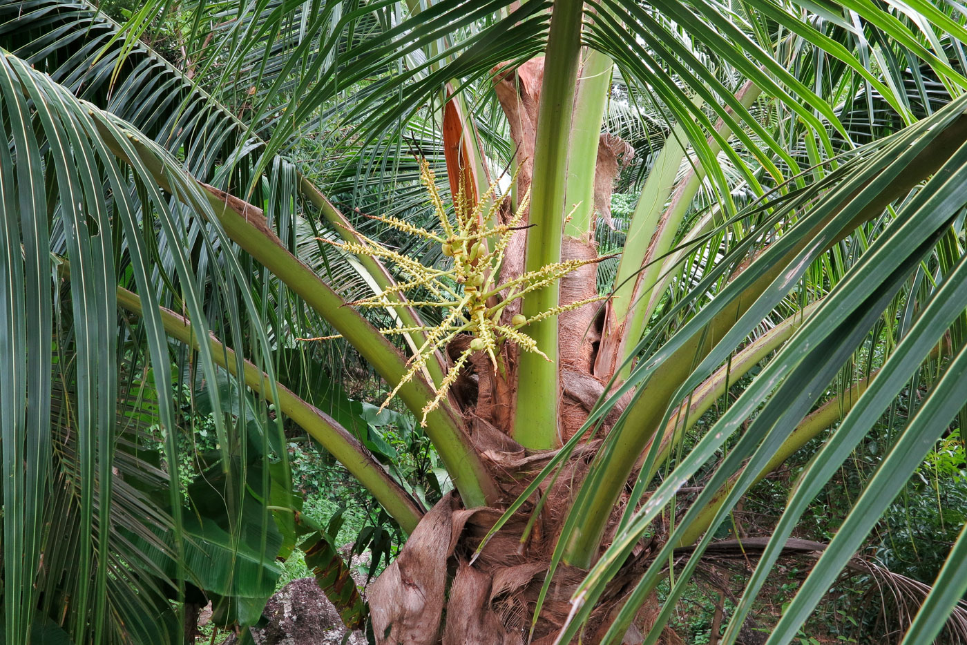 Image of Cocos nucifera specimen.