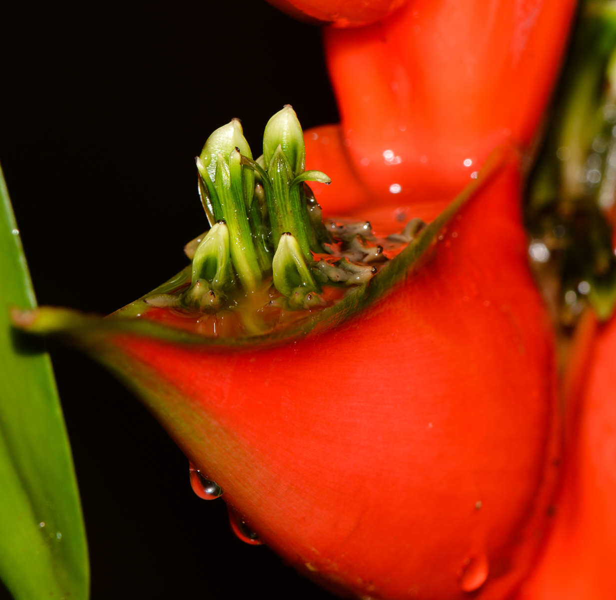 Image of Heliconia stricta specimen.