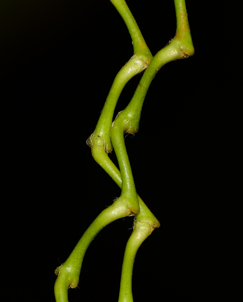 Image of Thalia geniculata specimen.