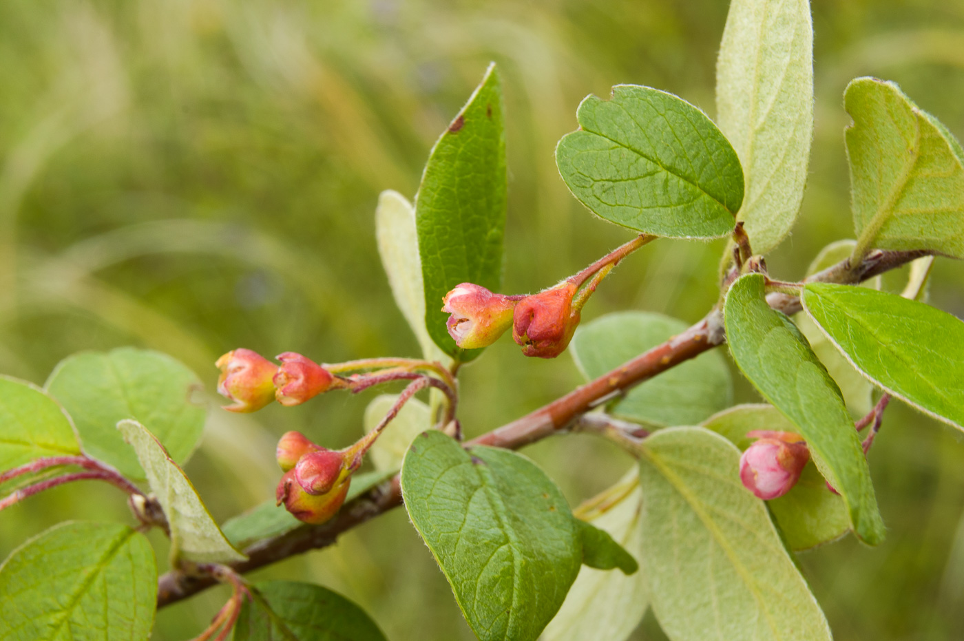 Image of Cotoneaster melanocarpus specimen.