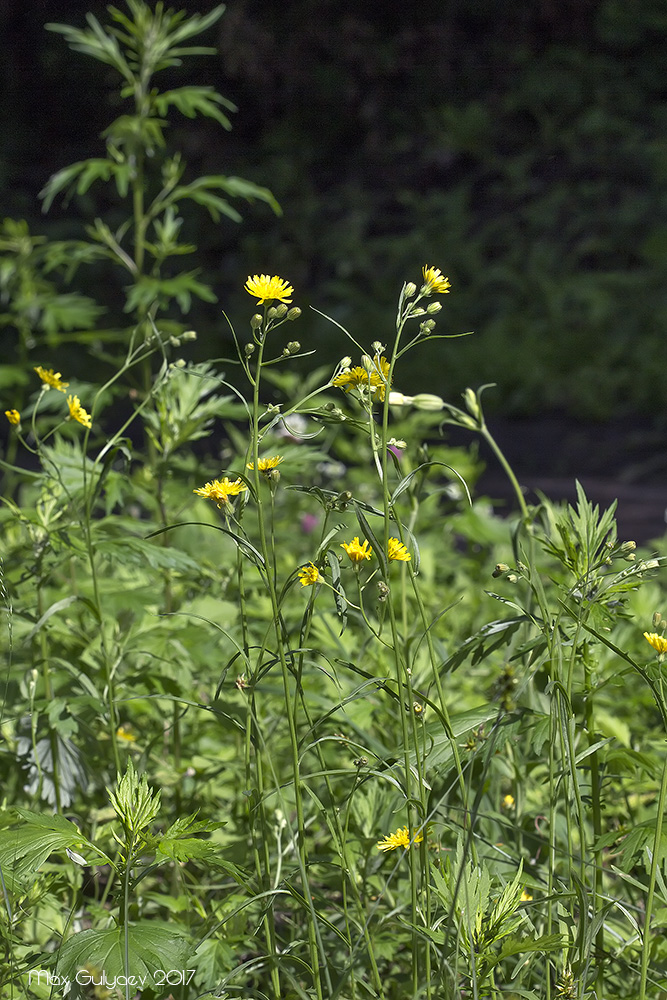 Изображение особи Crepis tectorum.