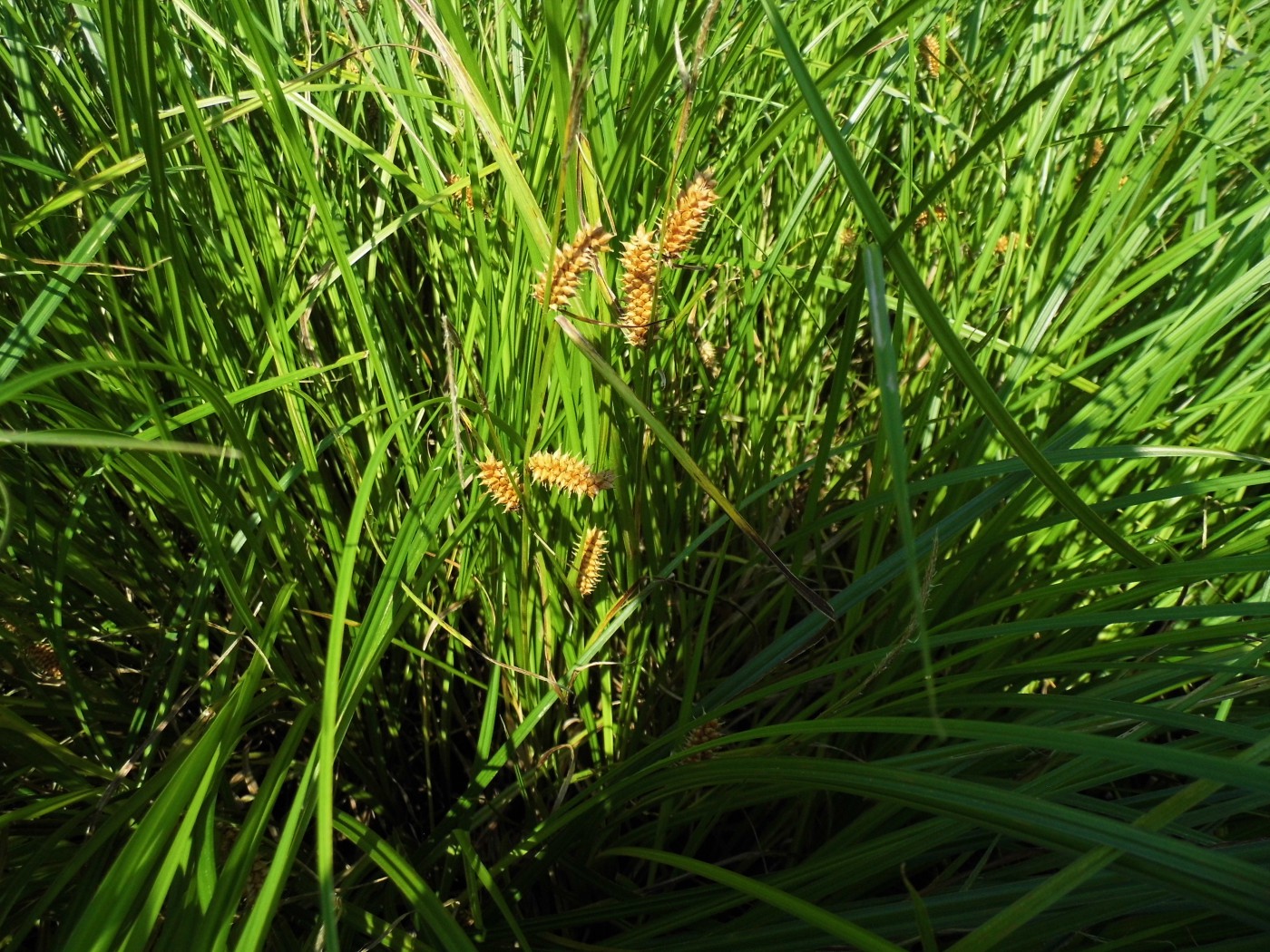 Image of genus Carex specimen.