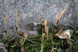 Equisetum arvense