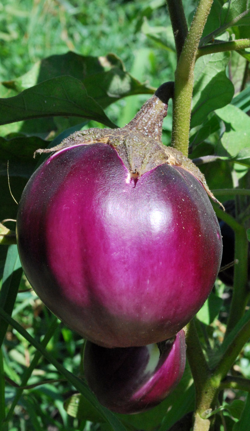 Image of Solanum melongena specimen.