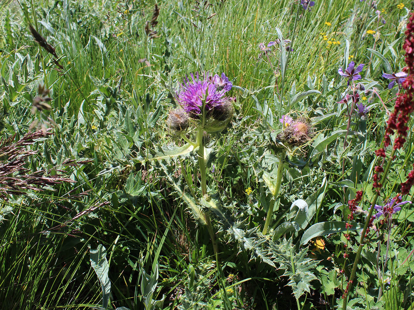 Image of Cirsium pugnax specimen.