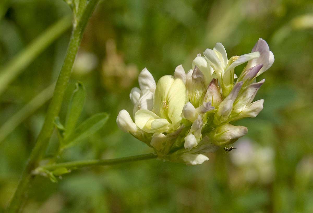 Изображение особи Medicago &times; varia.