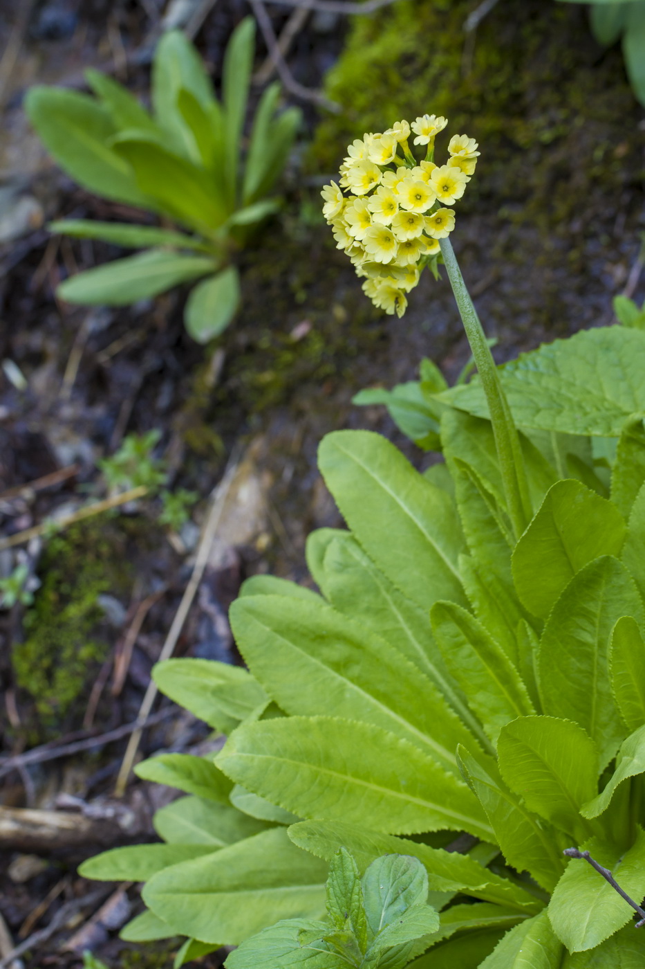 Image of Primula luteola specimen.