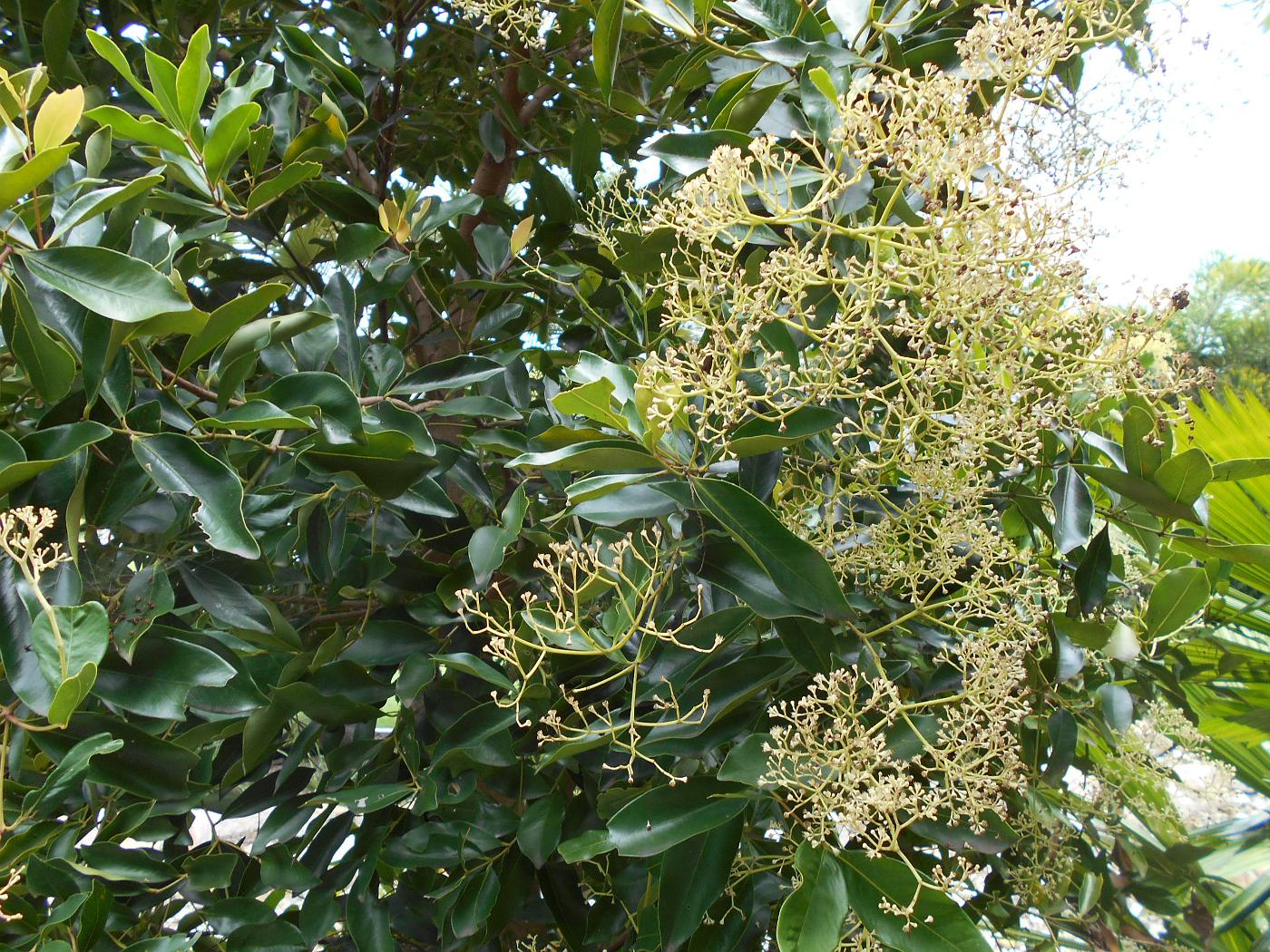 Image of Syzygium hemilamprum specimen.