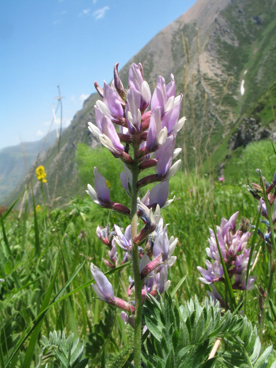 Изображение особи Oxytropis pilosissima.