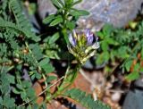 Astragalus austrosibiricus. Верхушка побега с соцветием. Алтай, Чуйский тракт между селами Иня и Иодро, урочище Калбак-таш, галечник. 14.06.2017.