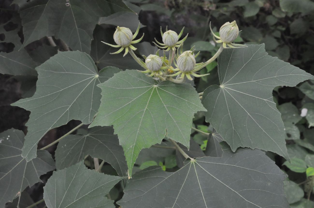 Image of genus Hibiscus specimen.