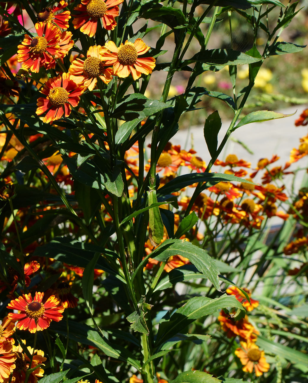 Image of Helenium autumnale specimen.