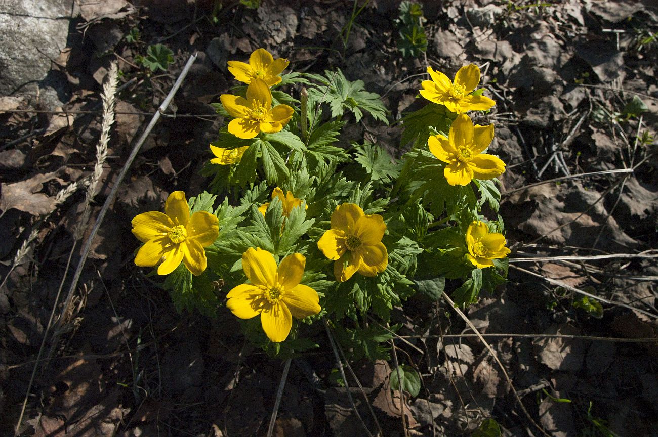 Изображение особи Trollius ranunculinus.