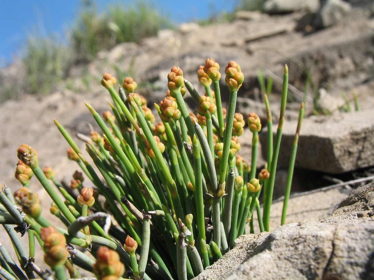 Изображение особи Ephedra regeliana.