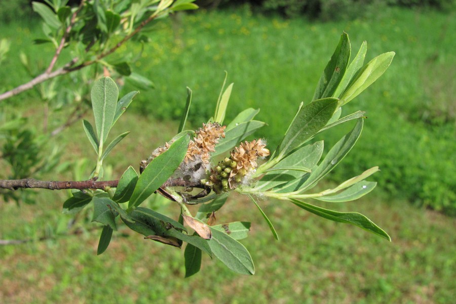 Image of Salix purpurea specimen.