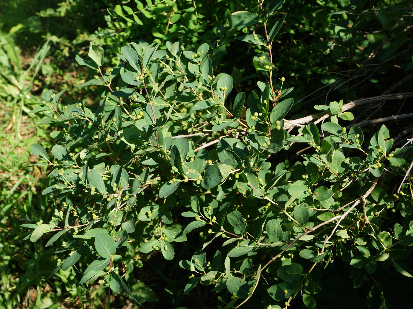 Image of Lonicera tatarica specimen.