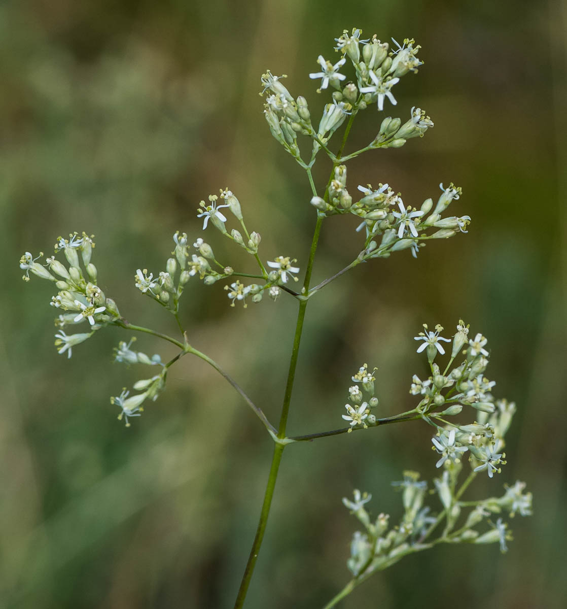 Image of Silene wolgensis specimen.