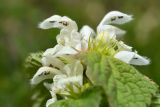 Lamium turkestanicum. Цветки. Кыргызстан, Иссык-Кульская обл., Внутренний Тянь-Шань, хр. Терскей-Ала-Тоо, ущ. Джеты-Огуз в р-не устья р. Телеты Западная, 2650 м н.у.м., травянисто-кустарниковый склон. 15.05.2018.