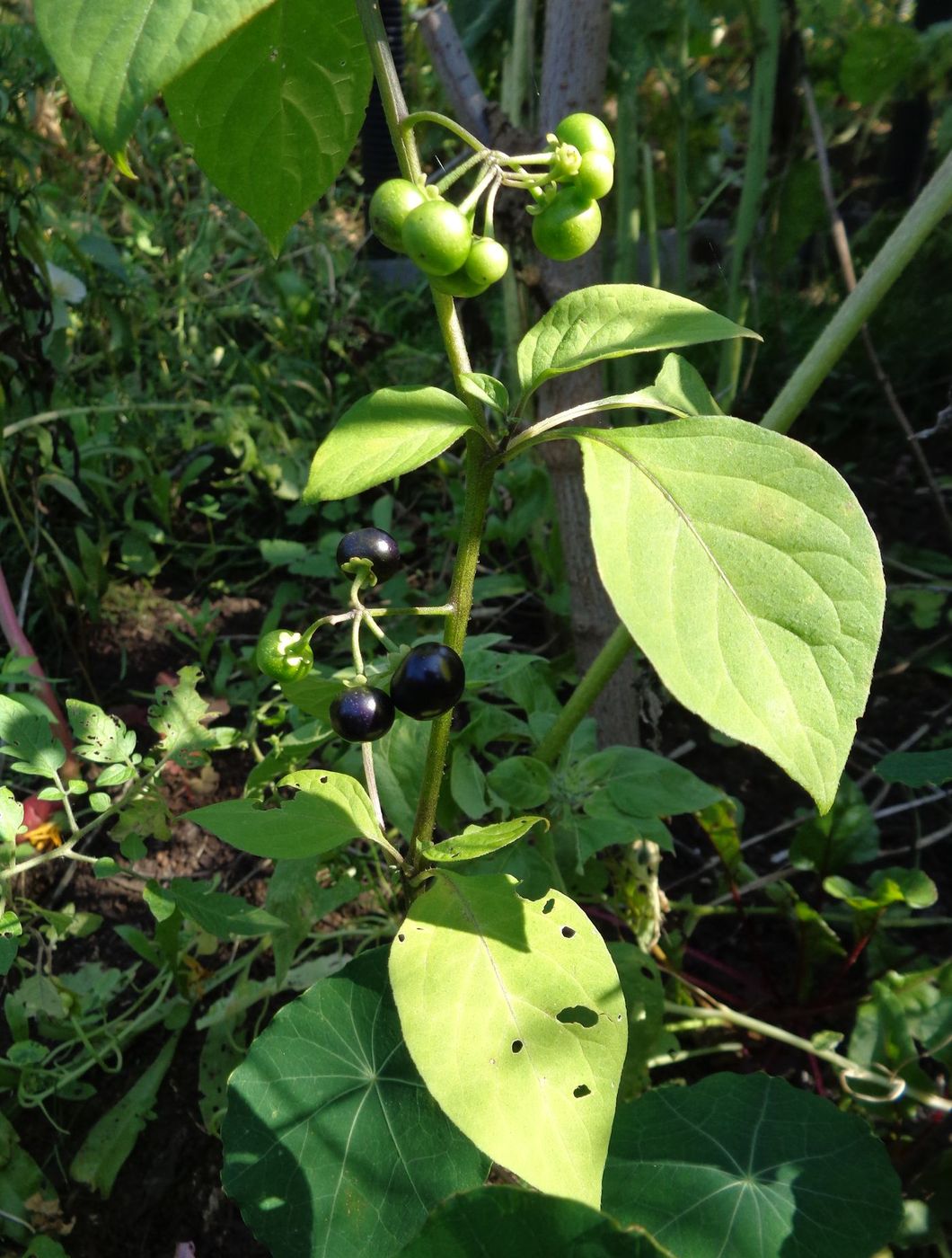 Image of Solanum retroflexum specimen.