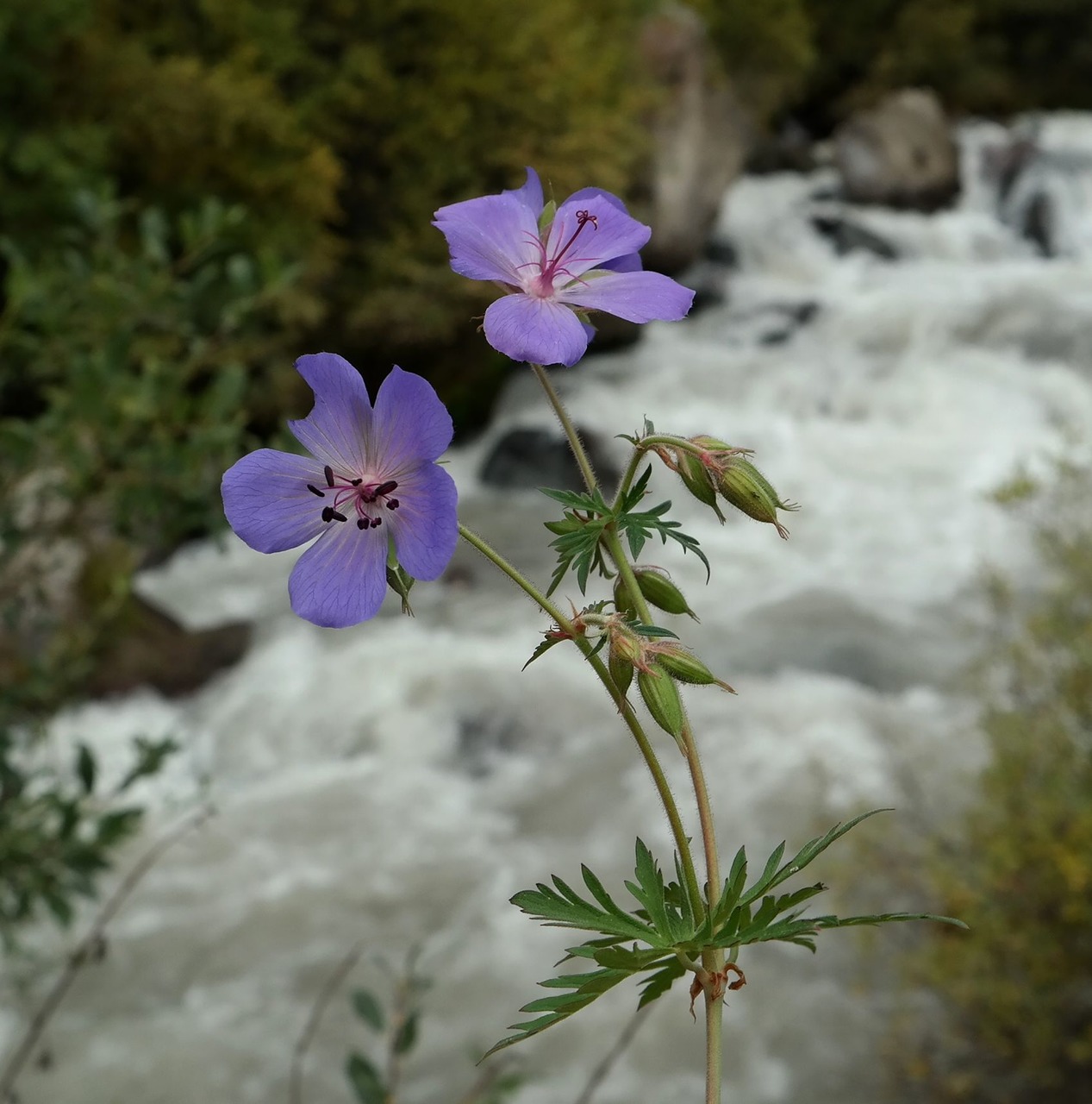 Image of Geranium kemulariae specimen.