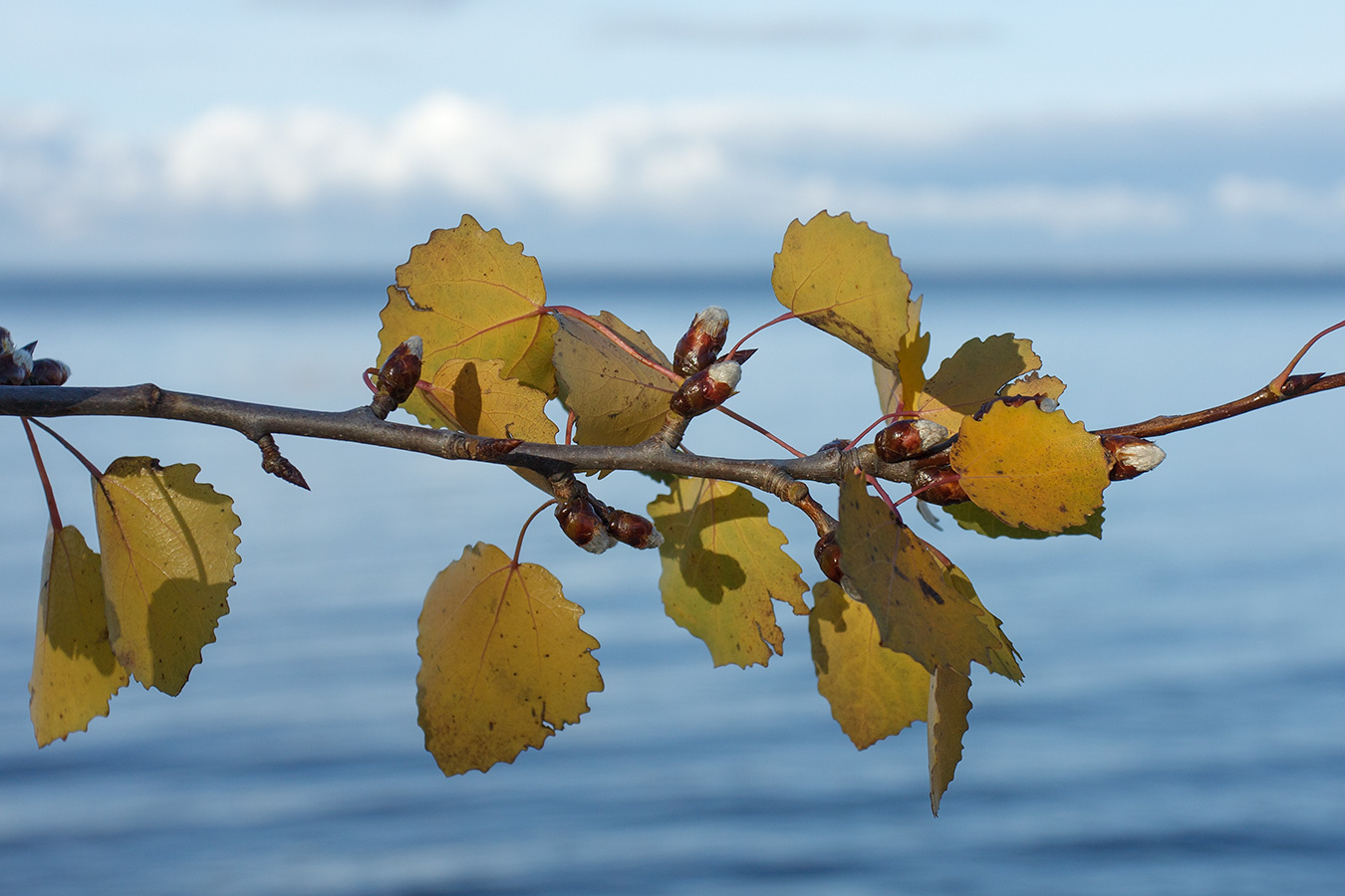 Image of Populus tremula specimen.