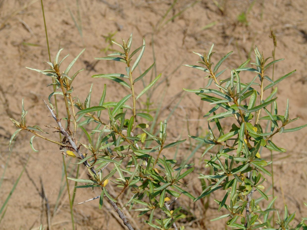 Изображение особи Hippophae rhamnoides.