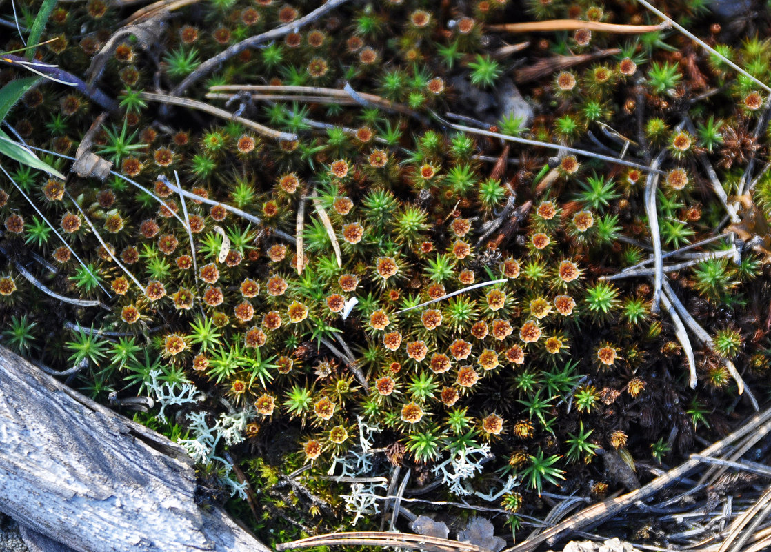 Image of Polytrichum juniperinum specimen.