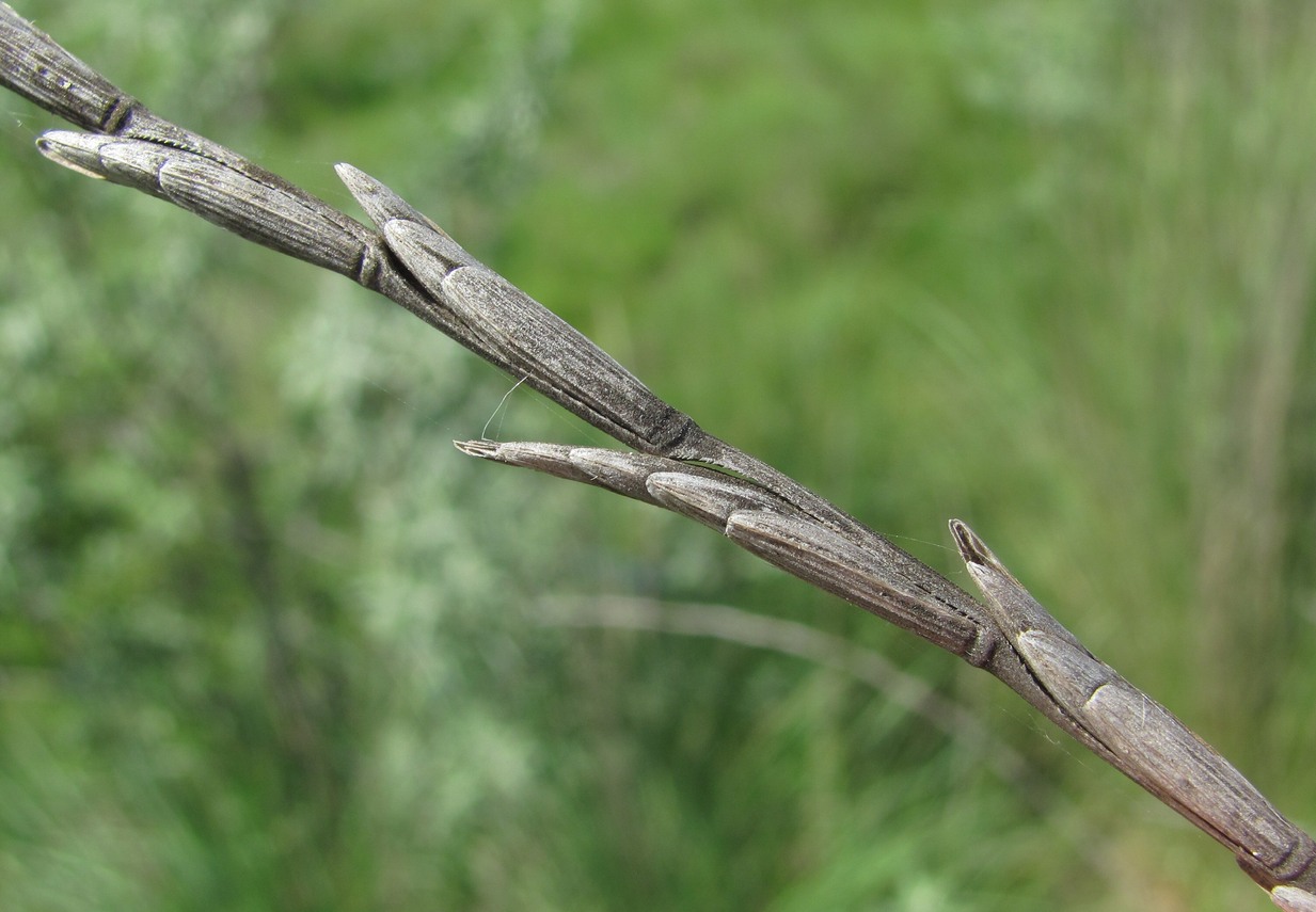 Изображение особи Elytrigia obtusiflora.