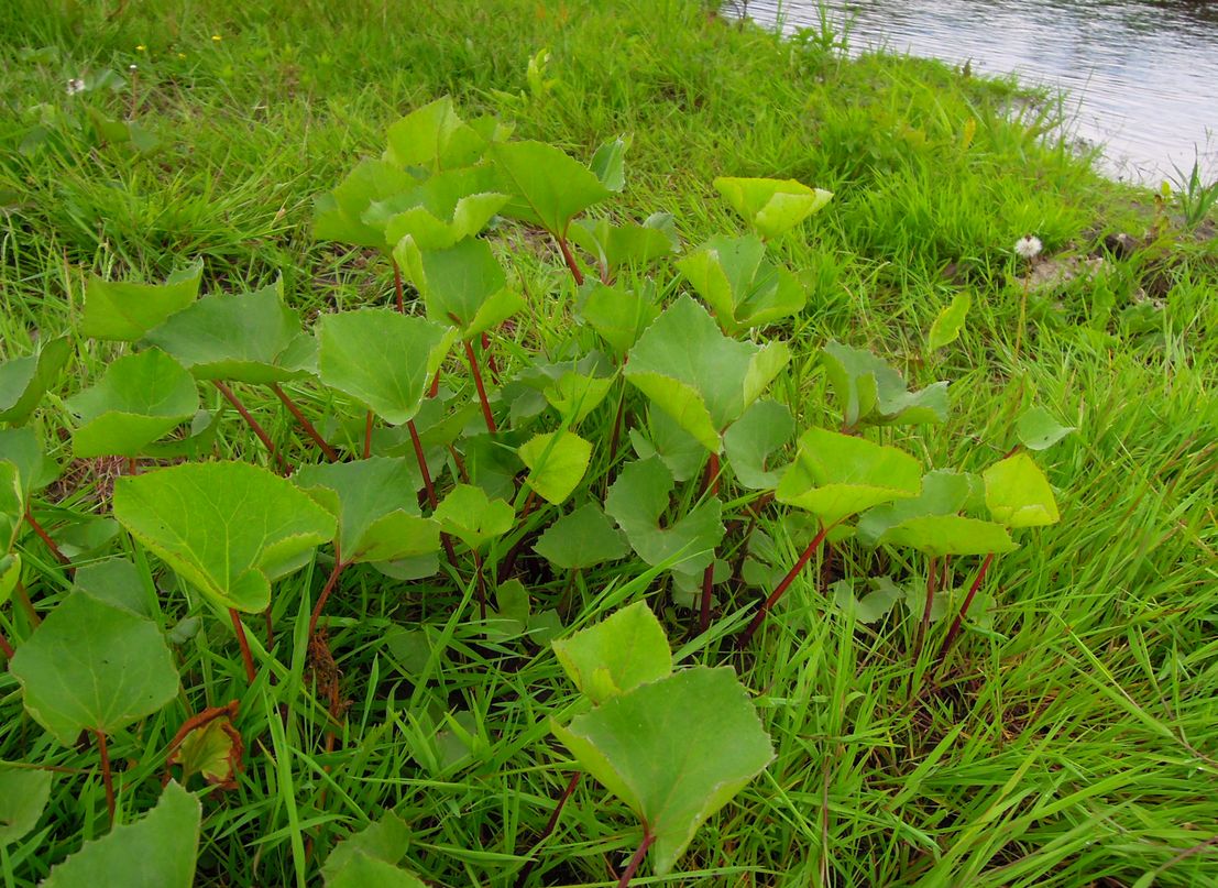 Image of Petasites radiatus specimen.