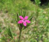 Dianthus armeria. Соцветие. Краснодарский край, Абинский р-н, окр. пос. Новый, каменистый склон. 01.06.2018.