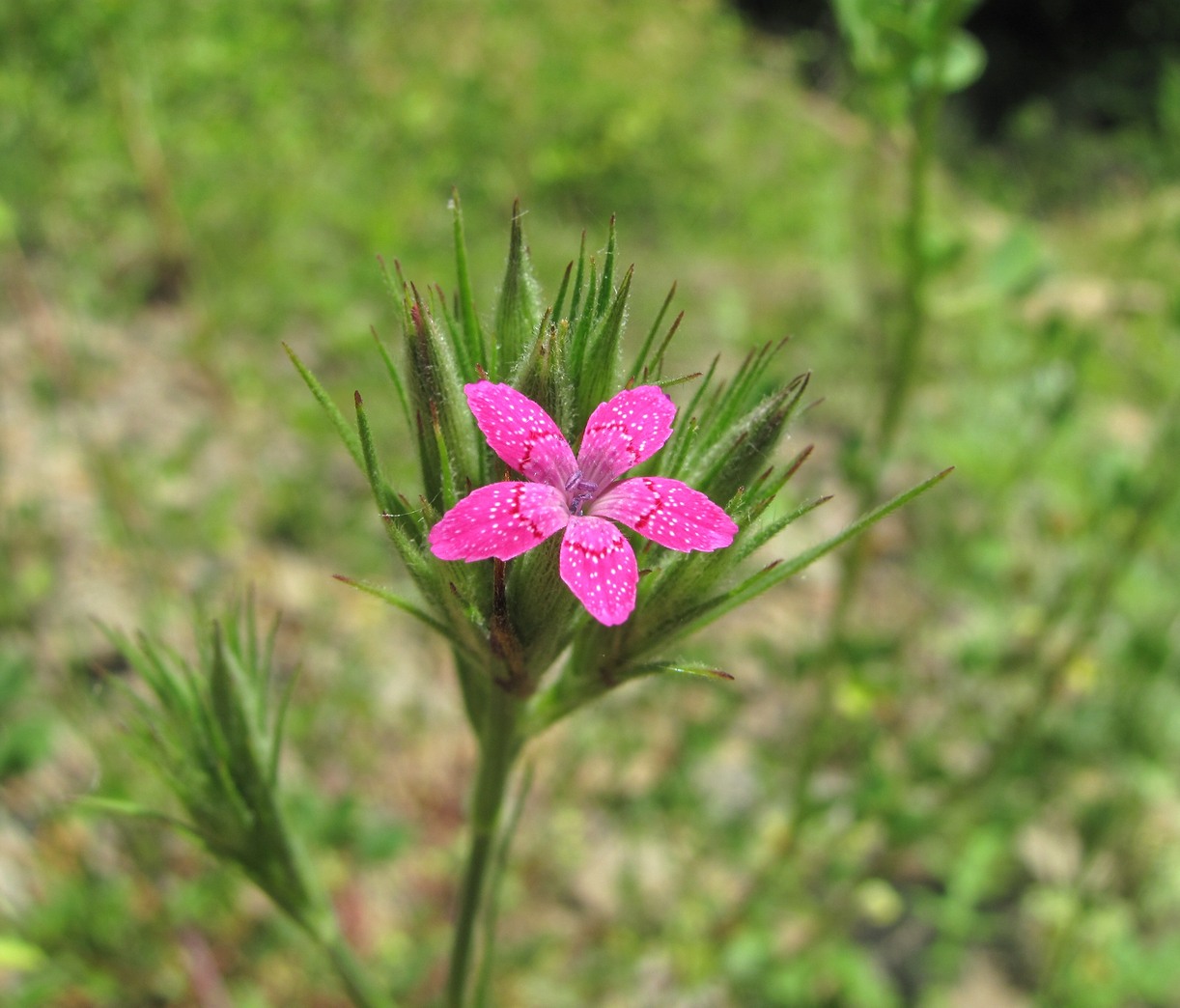 Image of Dianthus armeria specimen.