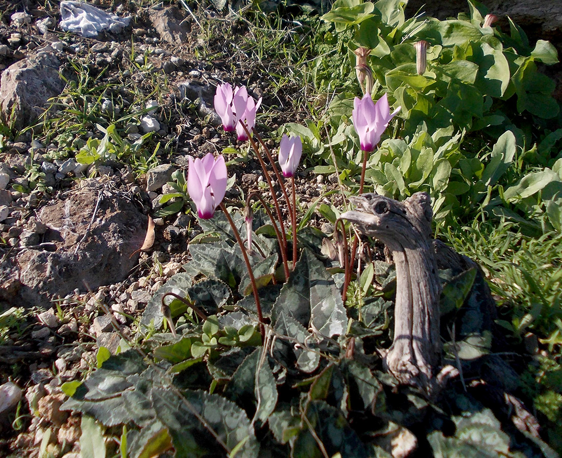 Image of Cyclamen persicum specimen.