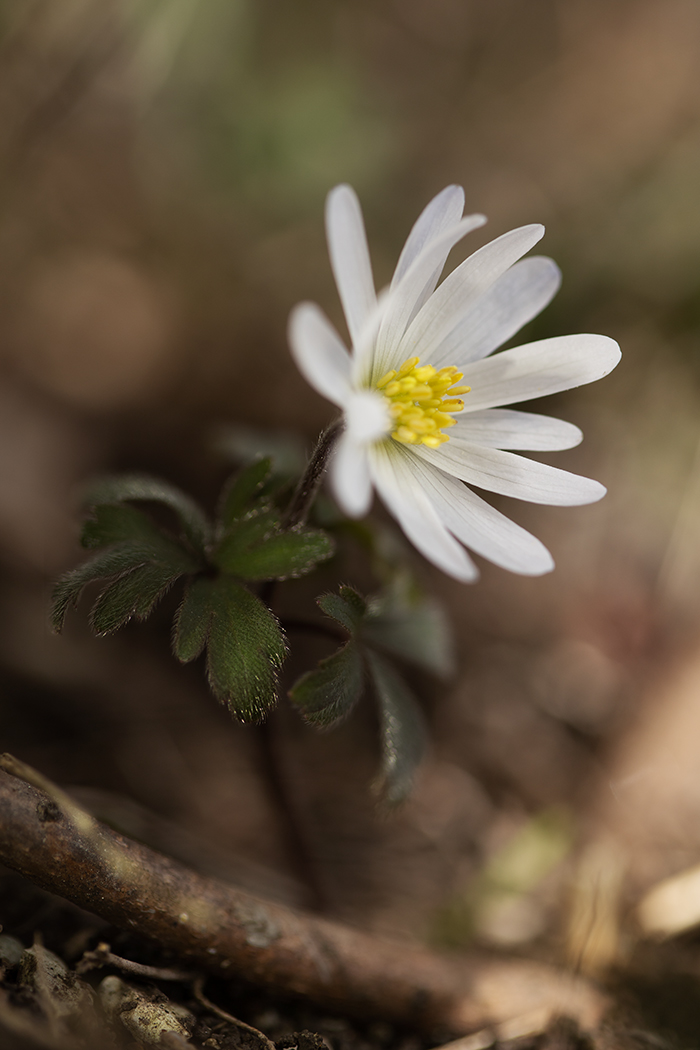 Image of Anemone banketovii specimen.