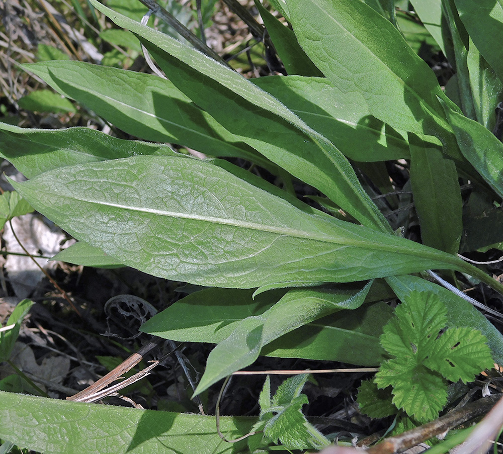 Image of Centaurea jacea ssp. substituta specimen.