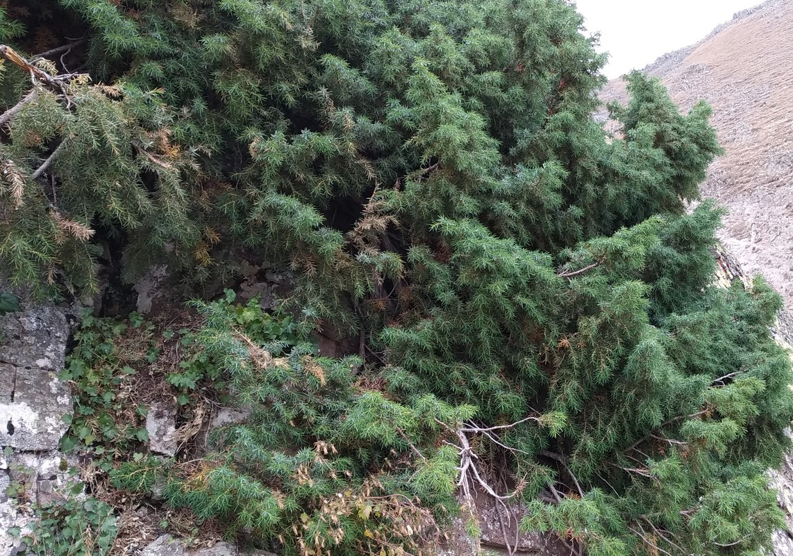 Image of Juniperus communis specimen.