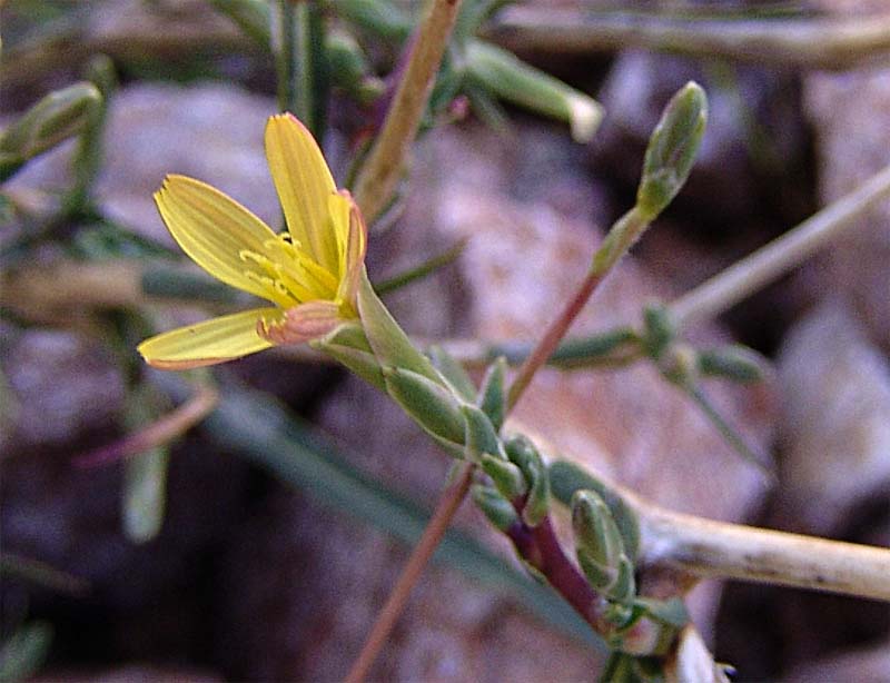 Image of Scariola viminea specimen.