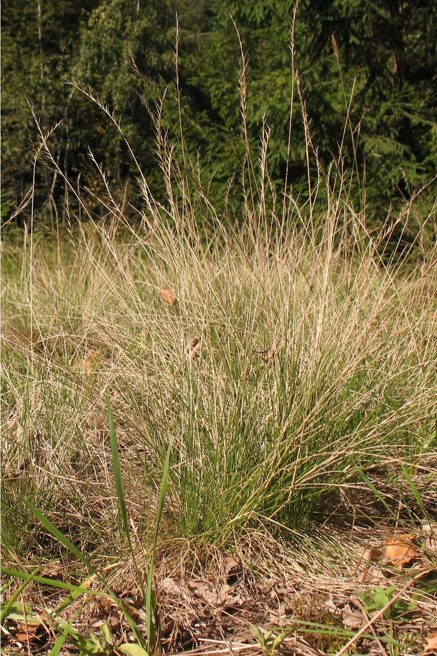 Image of Nardus stricta specimen.