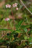 Chimaphila umbellata. Цветущие растения. Тверская обл., Осташковский р-н, окр. дер. Кравотынь, сосняк зеленомошный. 15.07.2019.